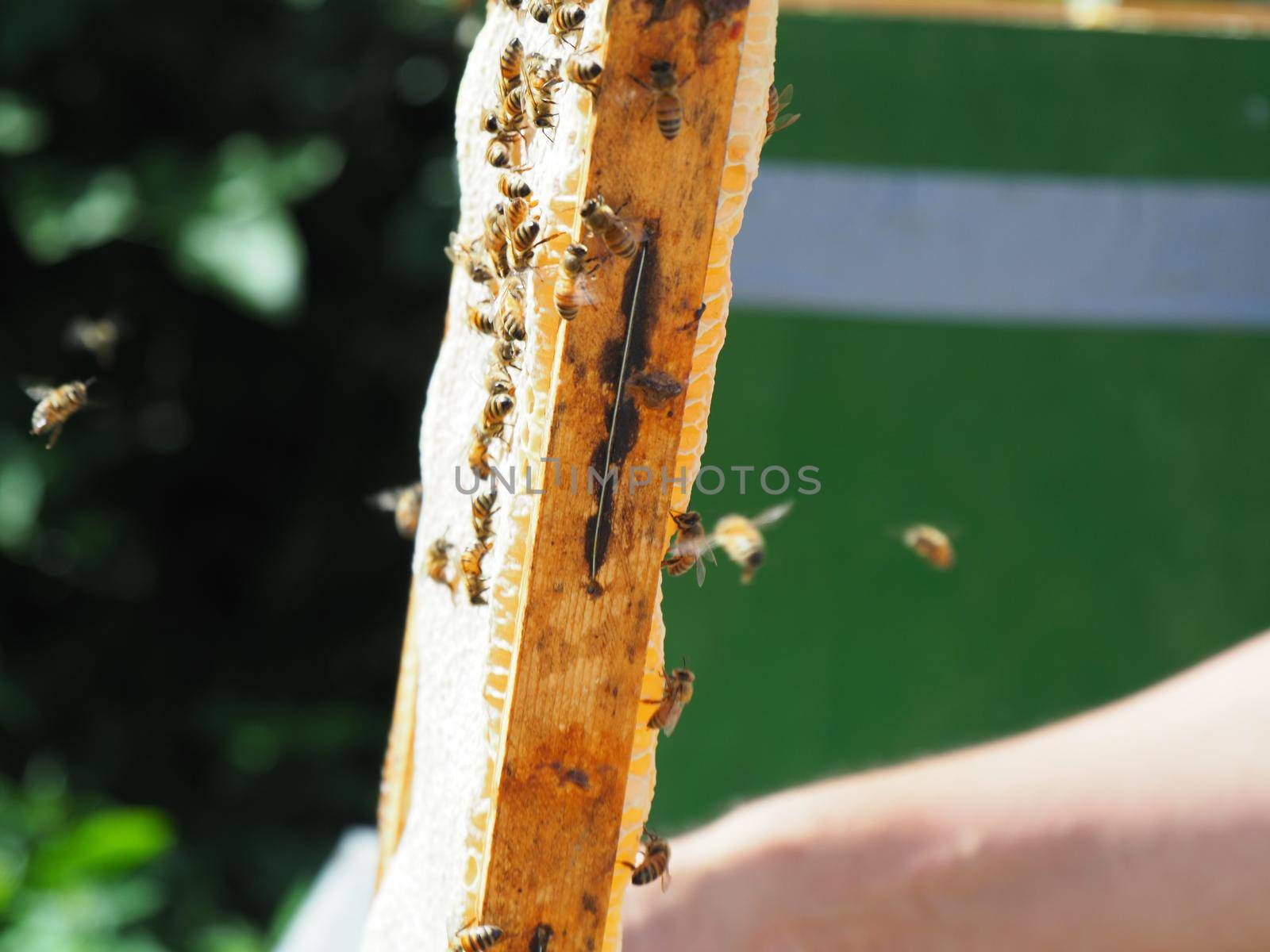 Beekeeper working with bees and beehives on the apiary. Beekeeping concept. Beekeeper harvesting honey Beekeeper on apiary.