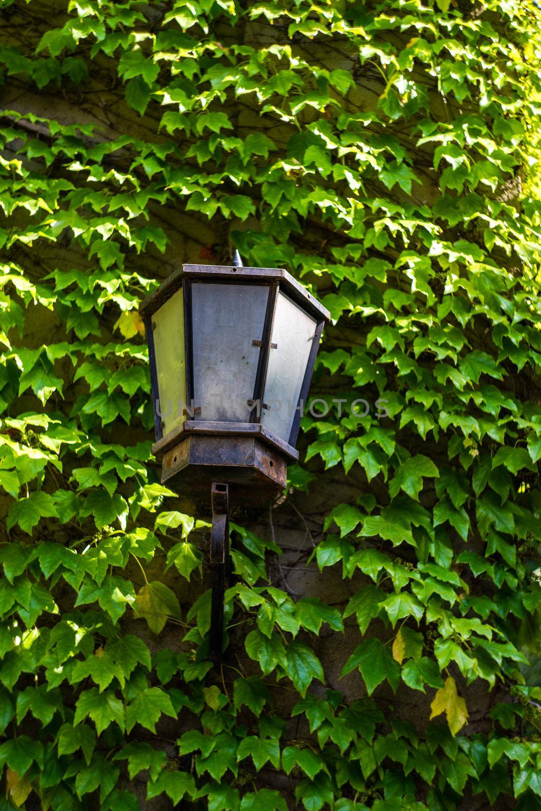 Street lamp on the wall covered with green leaves of ivy plant in Old Tbilisi, Georgia