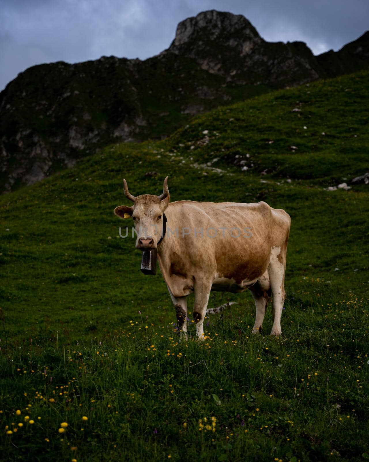 swiss cow with horns and bell standing on a meadow in the swiss alps. High quality photo