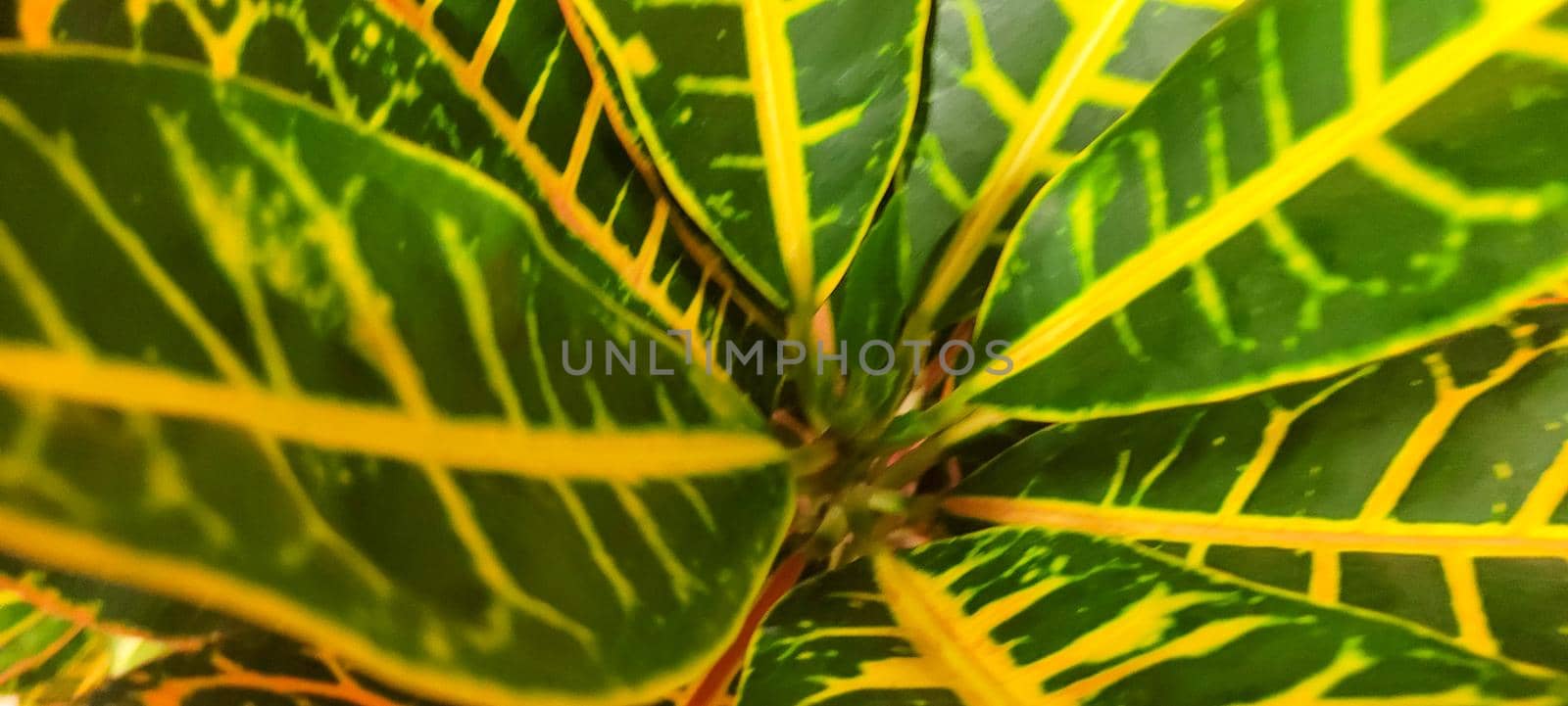 green foliage and native vegetation of brazil