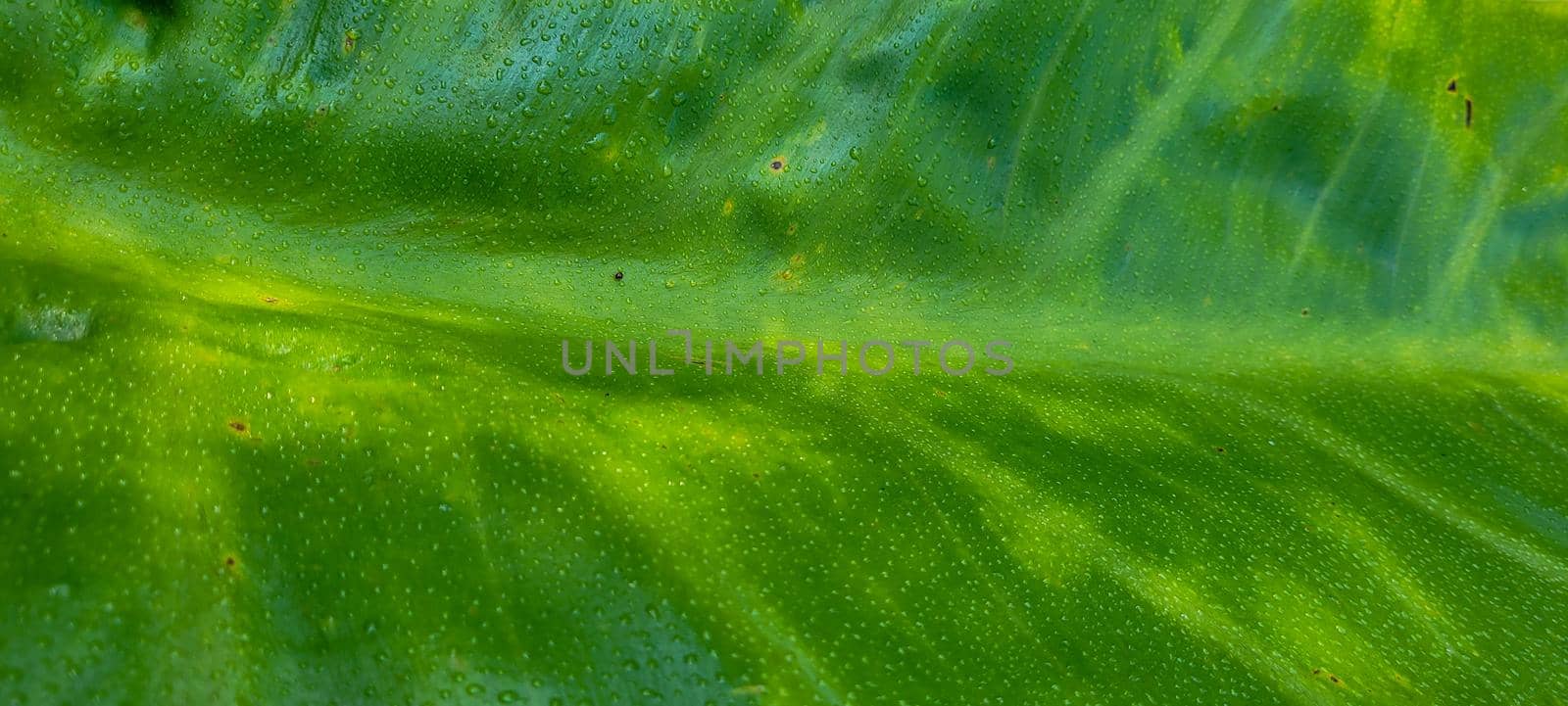 green foliage and native vegetation of brazil