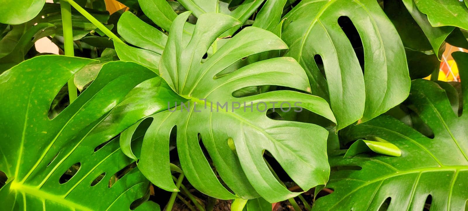 green foliage and native vegetation of brazil