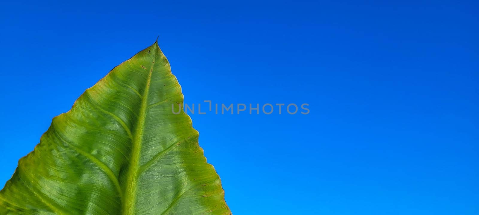 green foliage and native vegetation of brazil