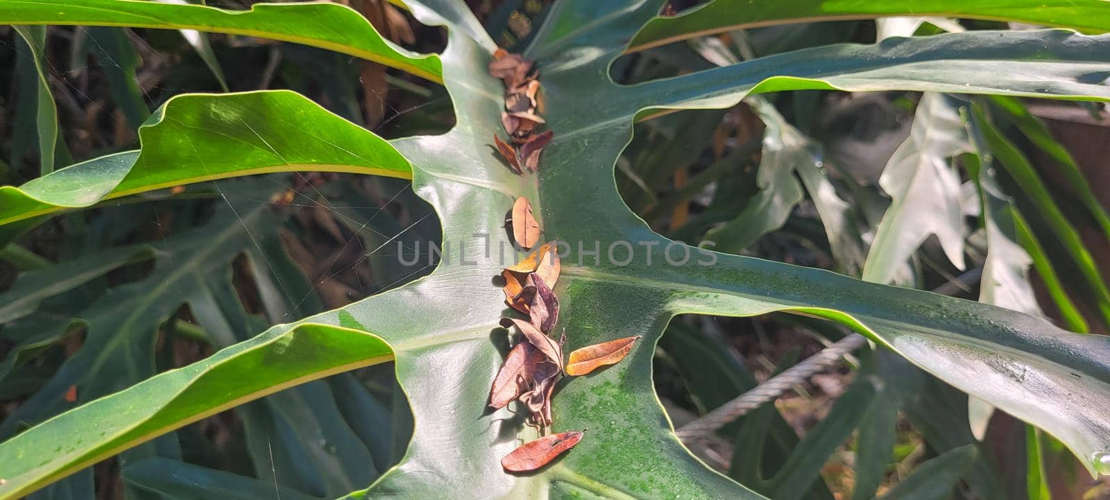 green foliage and native vegetation of brazil