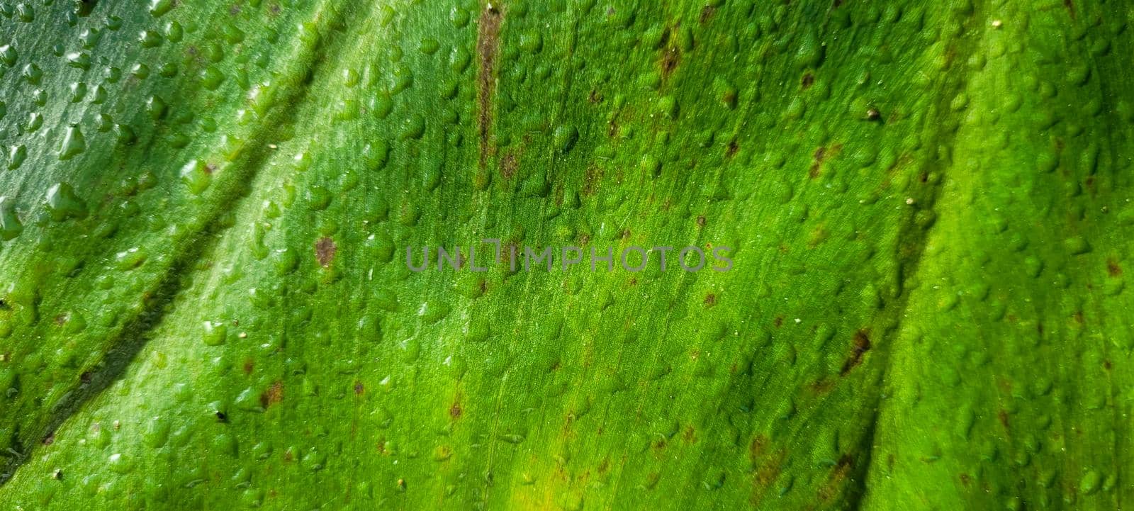 green foliage and native vegetation of brazil