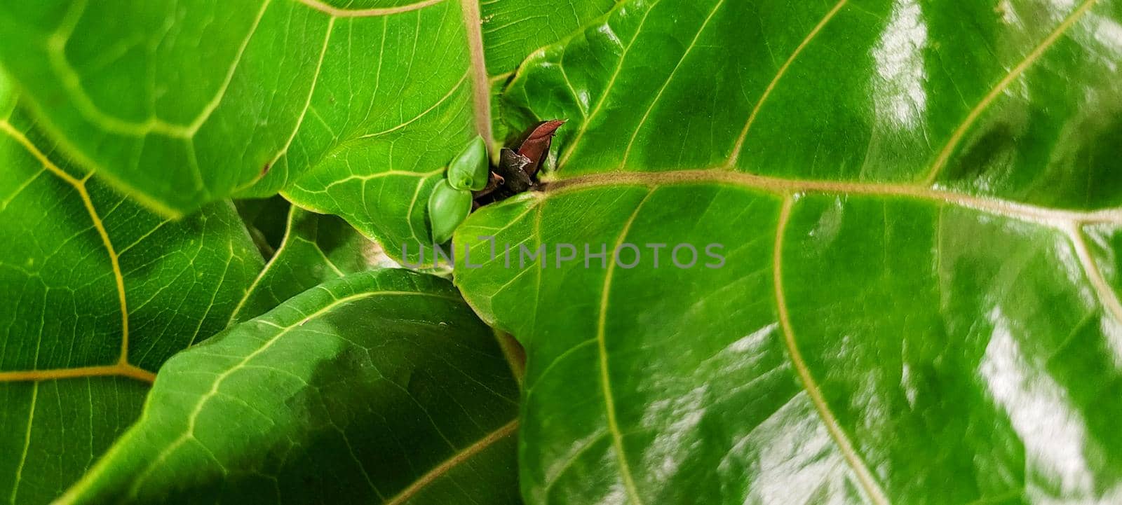 green foliage and native vegetation of brazil