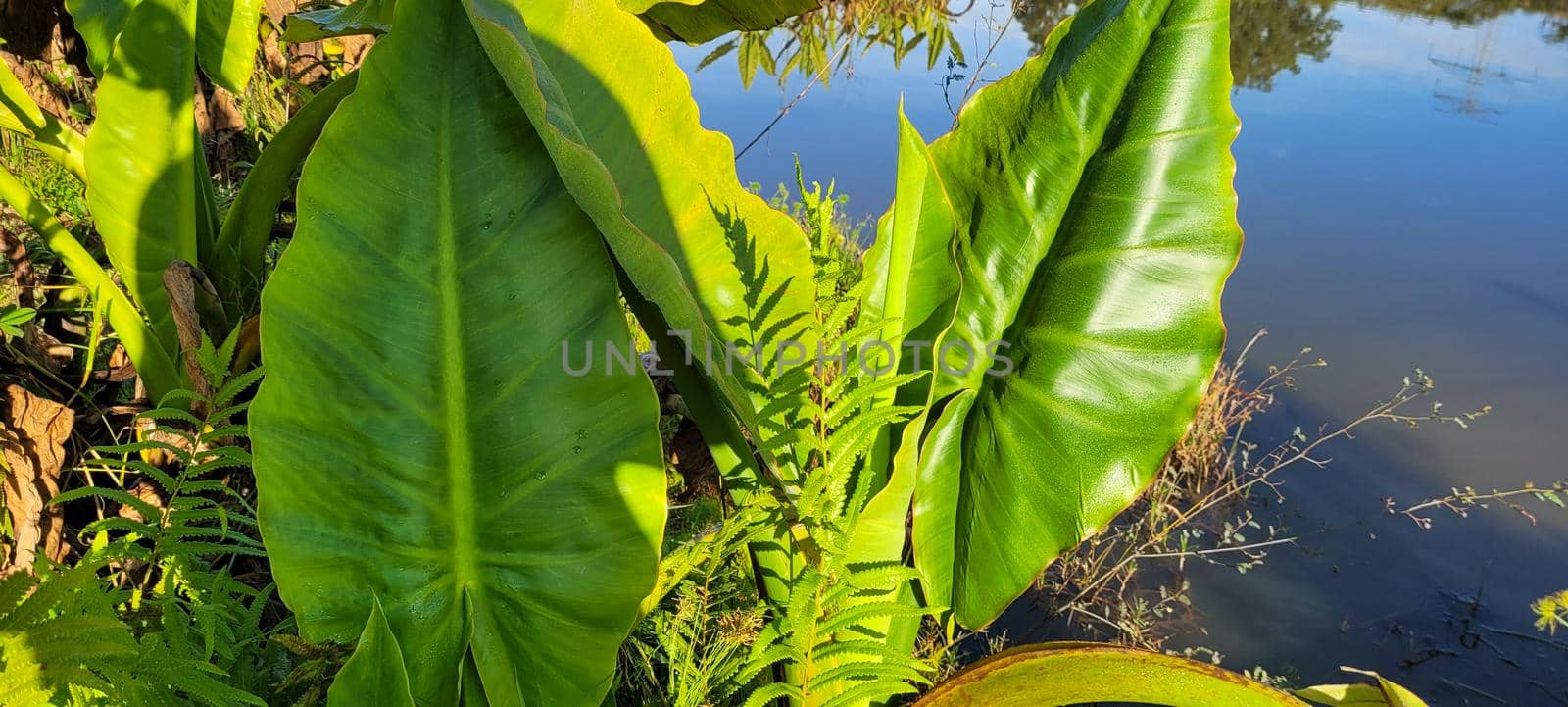 green foliage and native vegetation of brazil