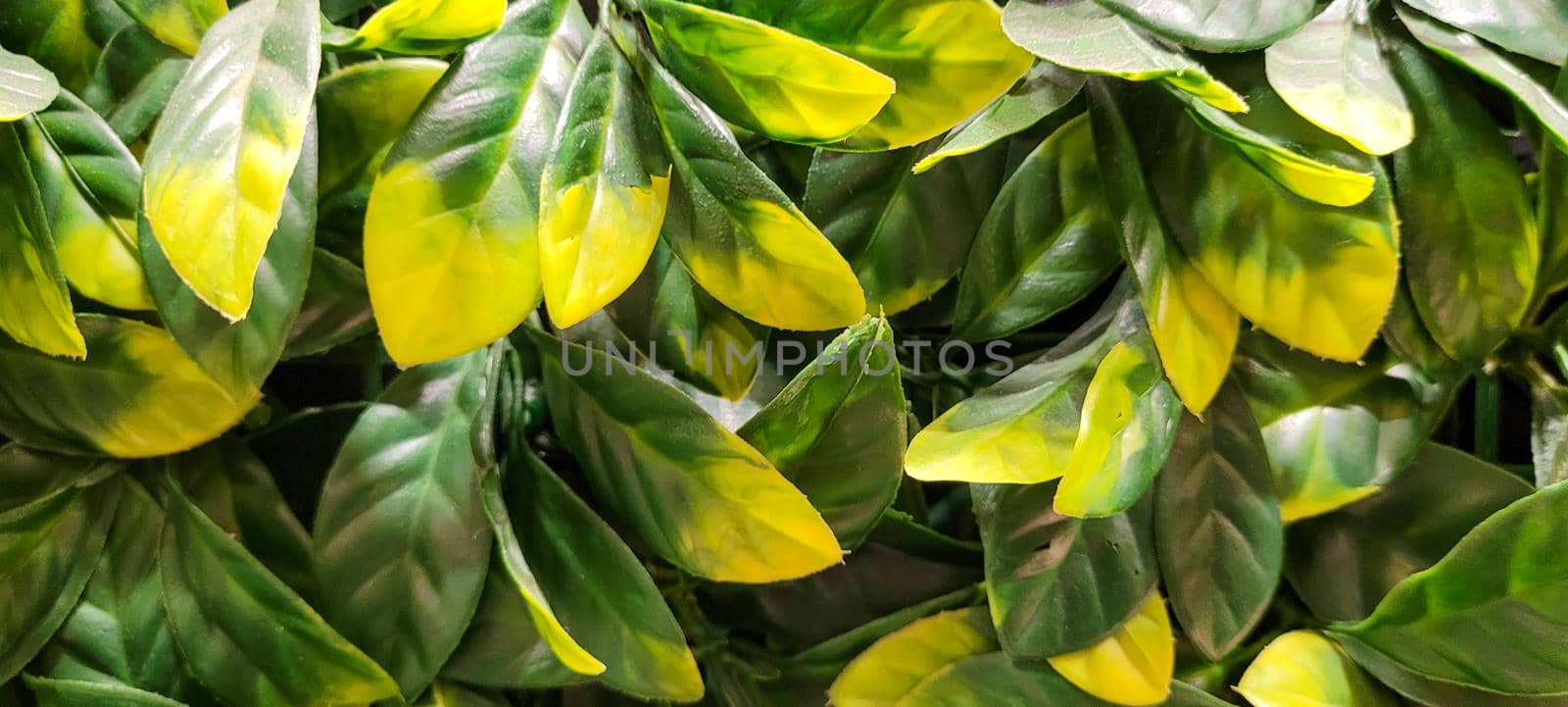 green foliage and native vegetation of brazil