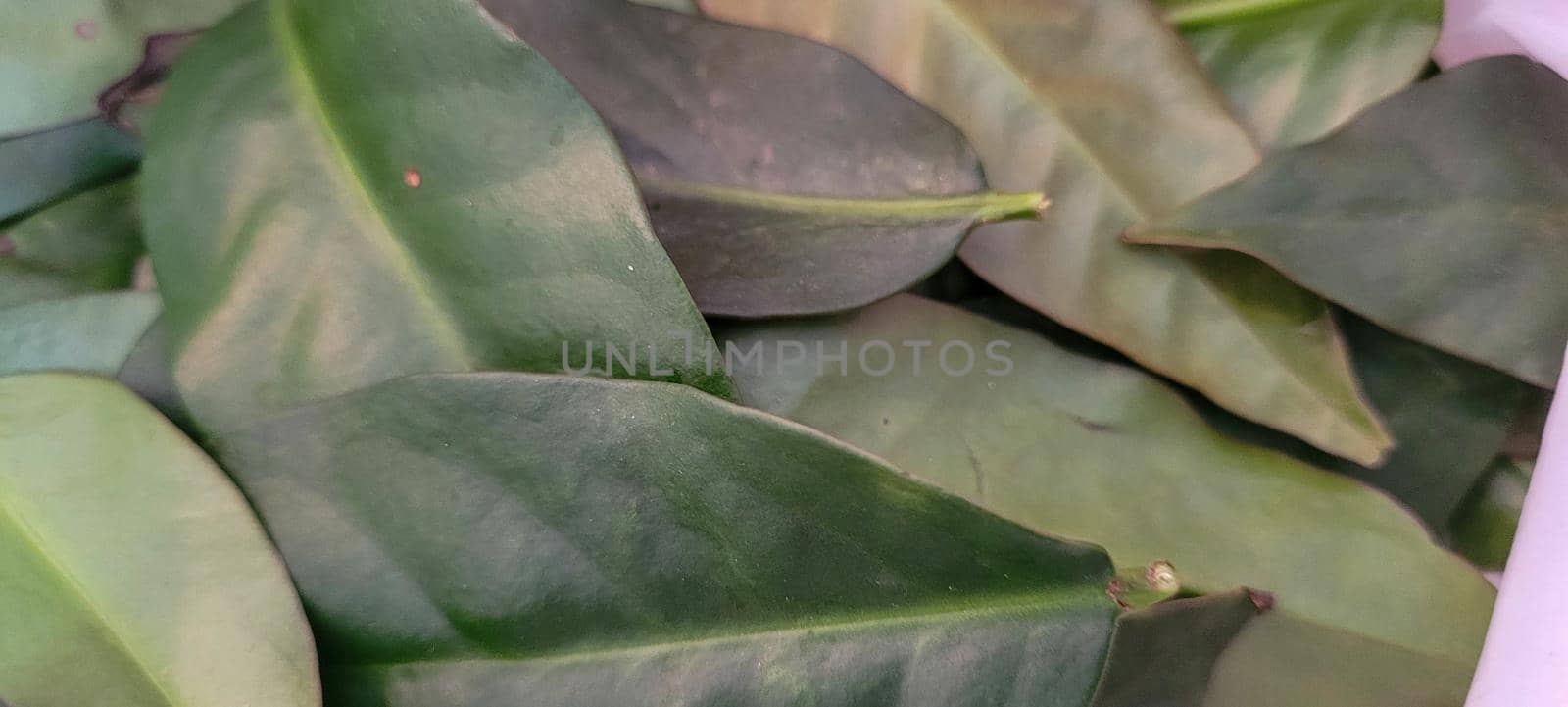 green foliage and native vegetation of brazil