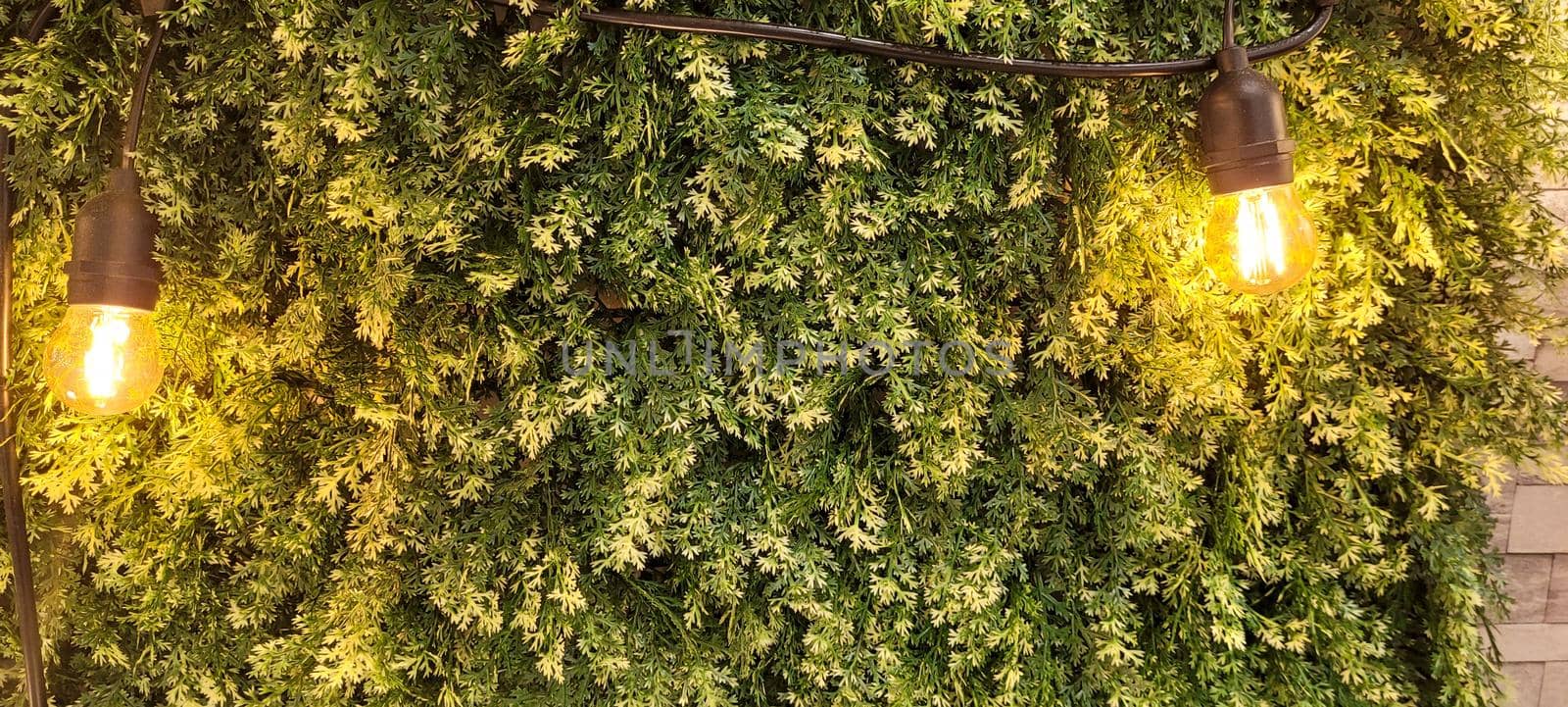 green foliage and native vegetation of brazil