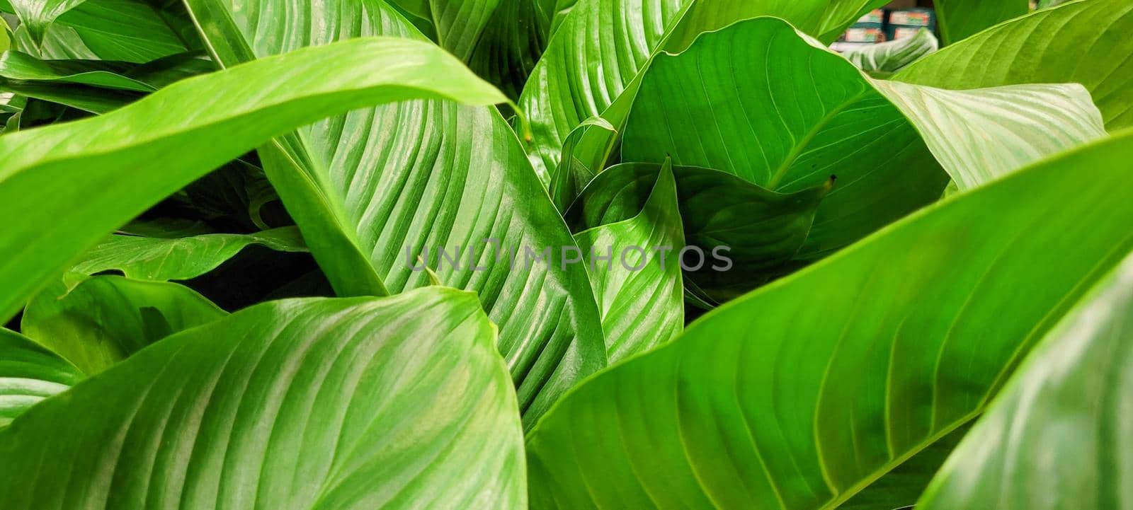 green foliage and native vegetation of brazil