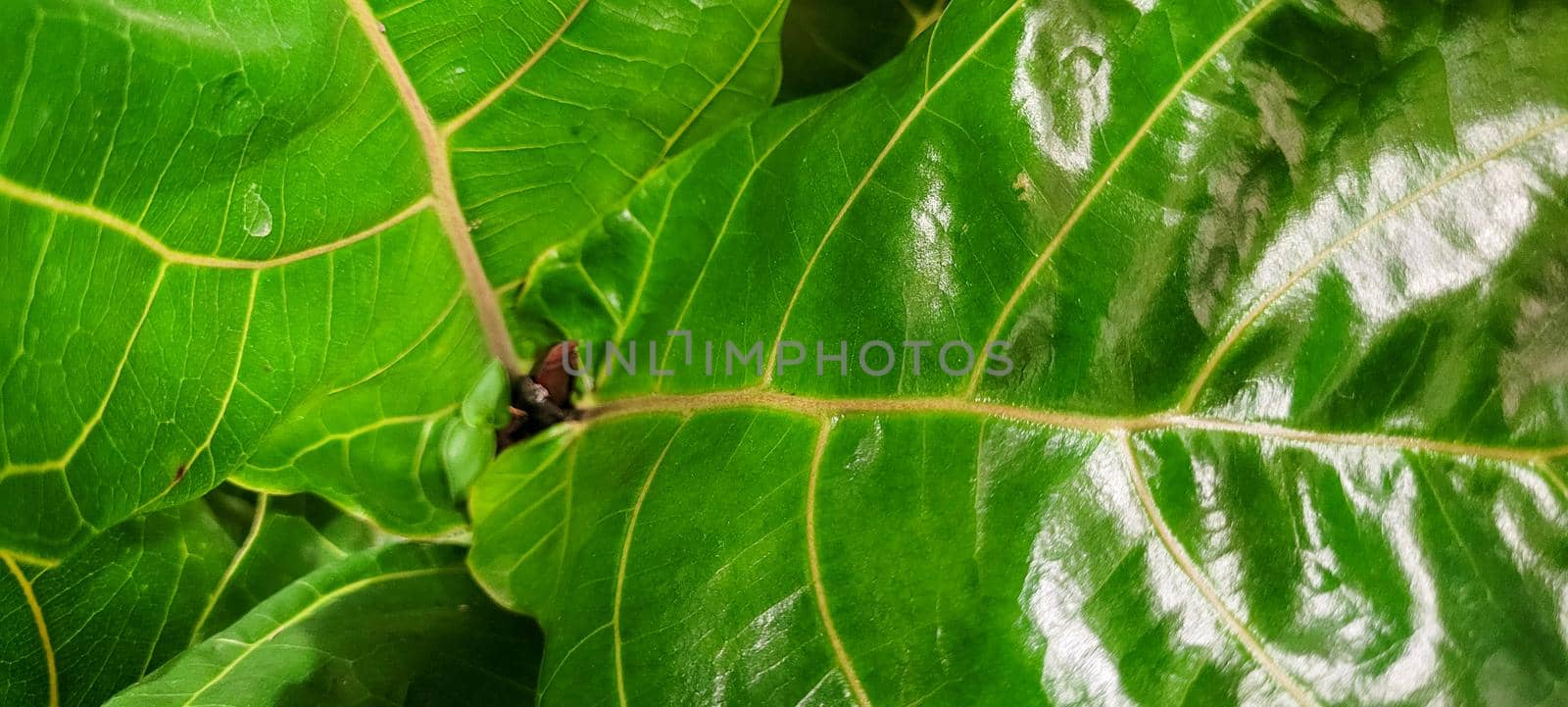 green foliage and native vegetation of brazil