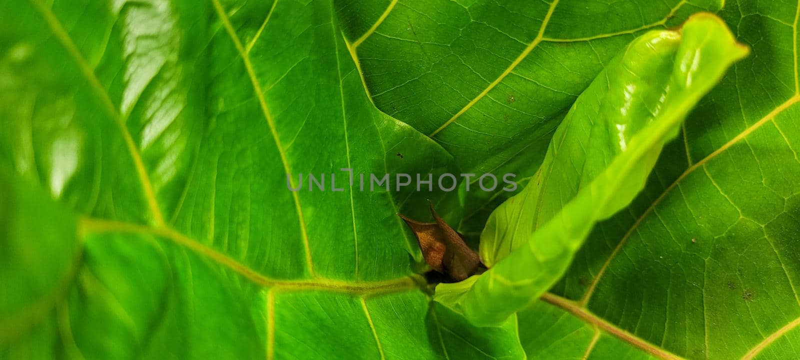 green foliage and native vegetation of brazil