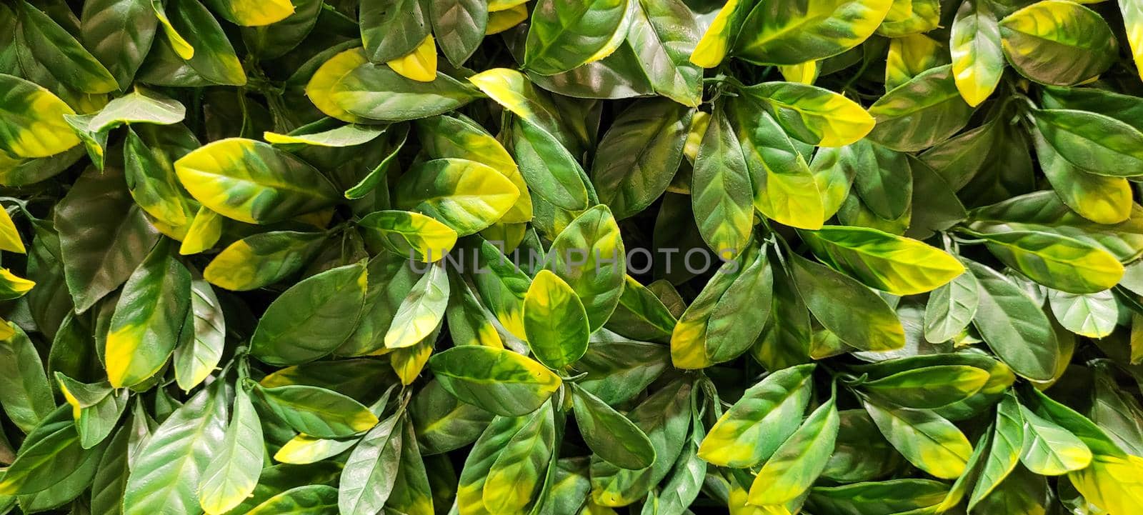 green foliage and native vegetation of brazil