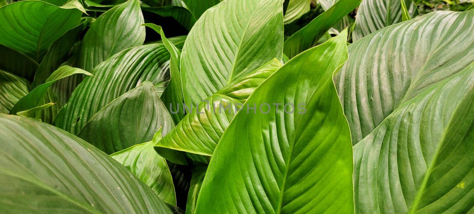 green foliage and native vegetation of brazil