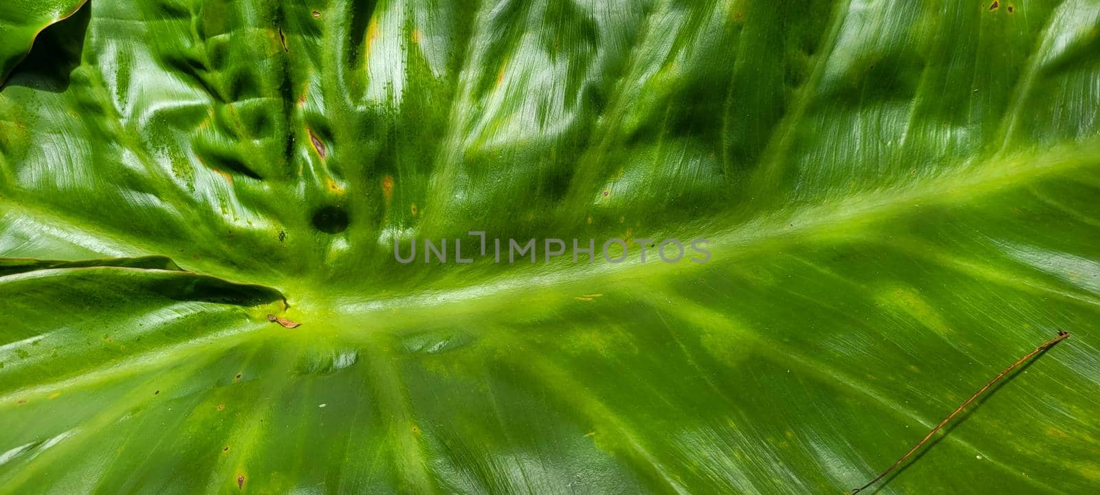 green foliage and native vegetation of brazil