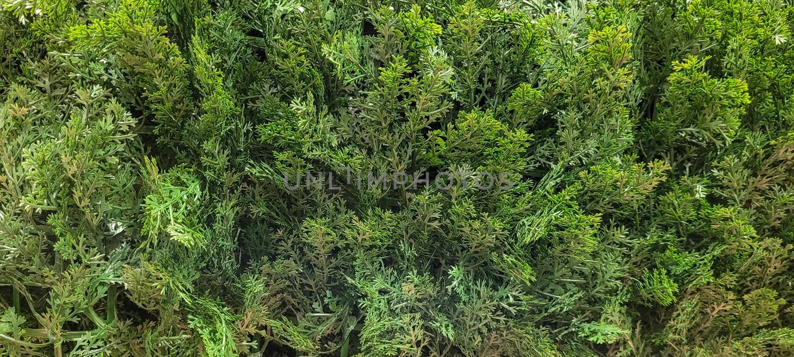 green foliage and native vegetation of brazil