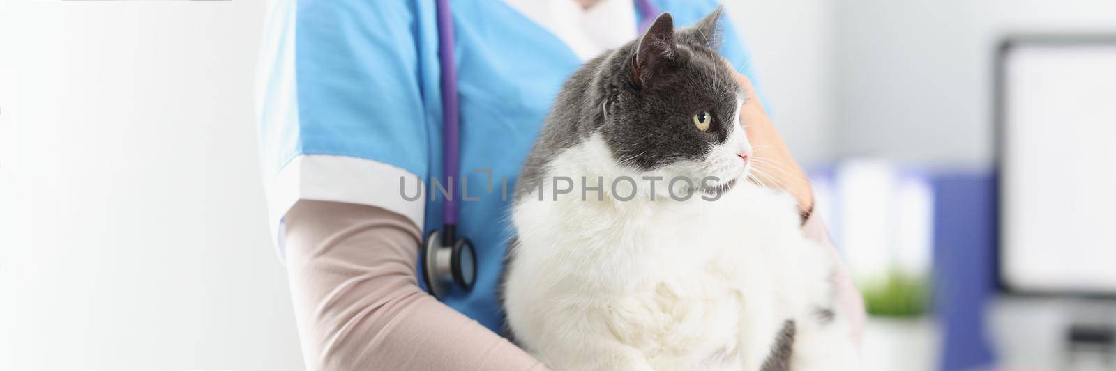 Close-up of veterinarian hold cat, female taking care of pets, professional vet doctor. Fat fluffy kitty look away. Veterinary, clinic for animals concept