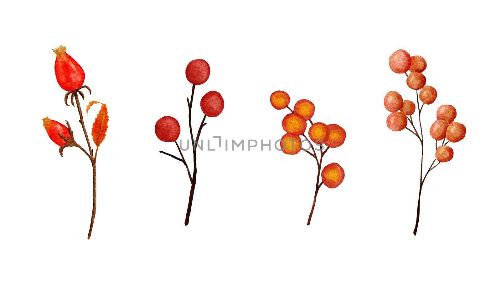 Watercolor hand drawn illustration of orange red berries berry. Fall autumn plants herbs, faded dry rosehip in september october, Thanksgiving concept art