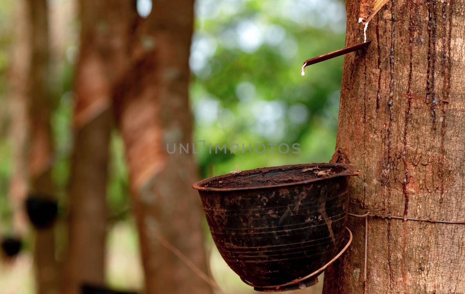 Rubber tapping in rubber tree garden. Natural latex extracted from para rubber plant. Rubber tree plantation. The milky liquid or latex oozes from wound of tree bark. Latex collect in small bucket.