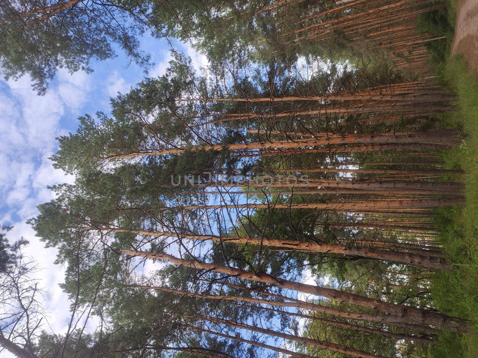 Pine forest nature background blue sky