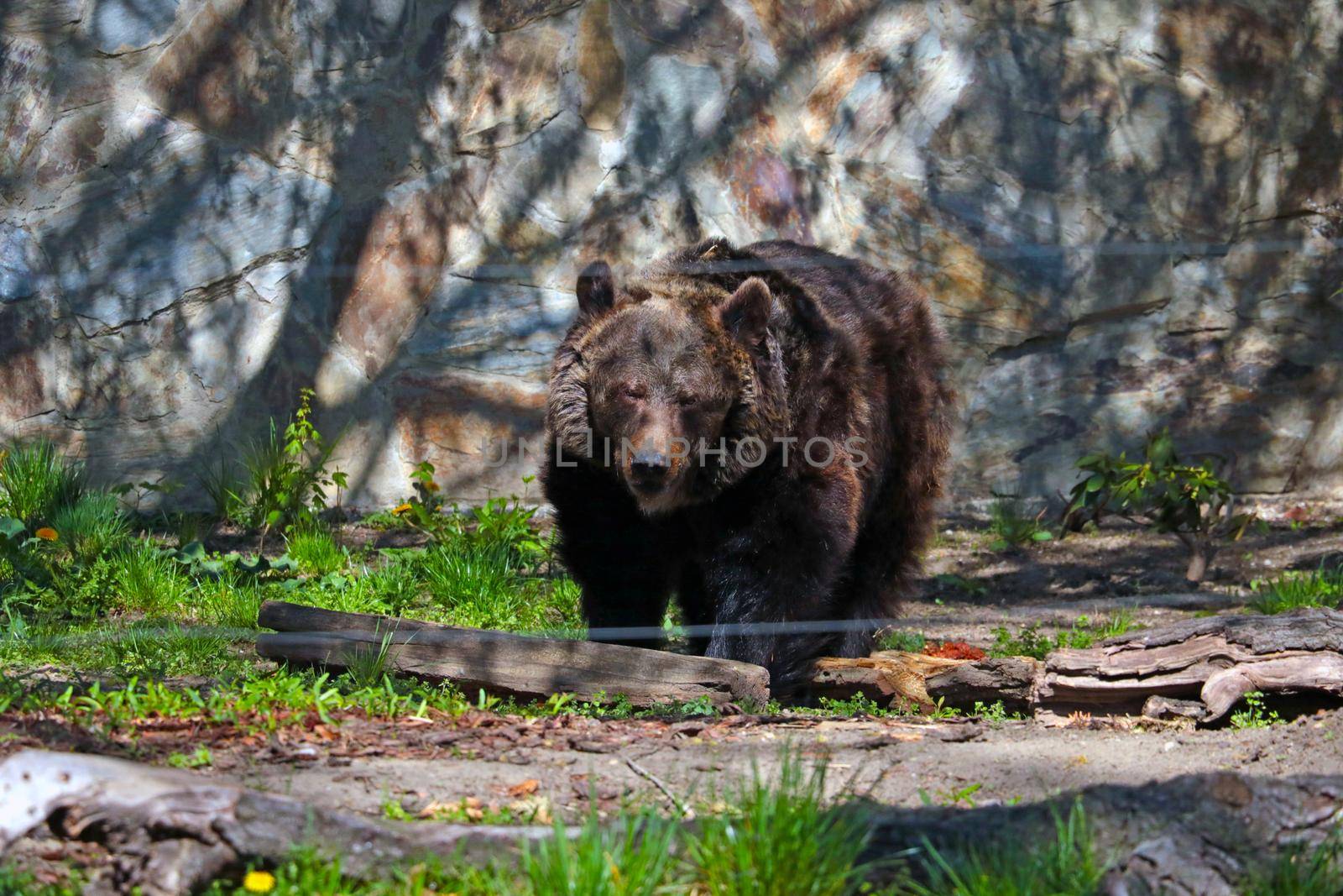 Big brown bear in the wild. The common bear is a mammal of the bear family, one of the largest land predators. by kip02kas