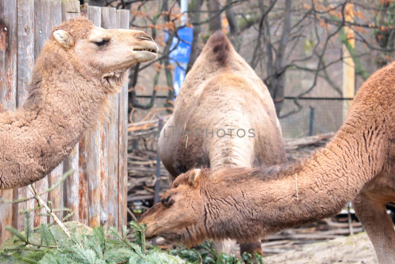 Camels in the park eat the green branches of trees