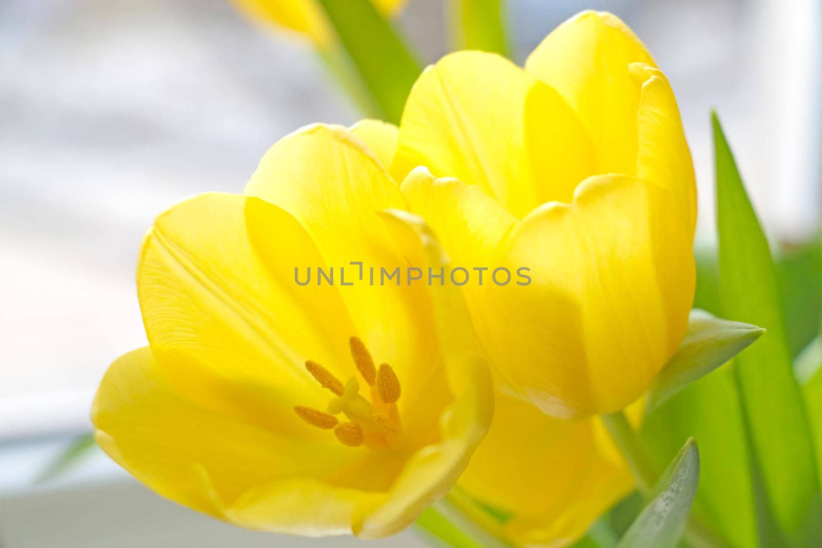 Close-up of a blooming and blooming yellow tulip