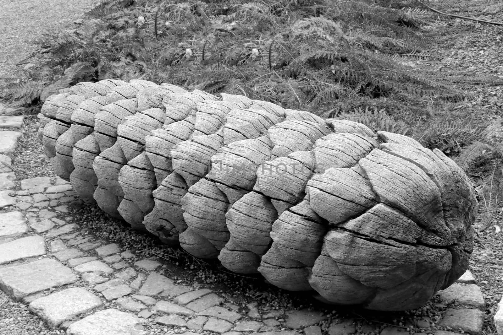 Black and white photo, a large cone of wood
