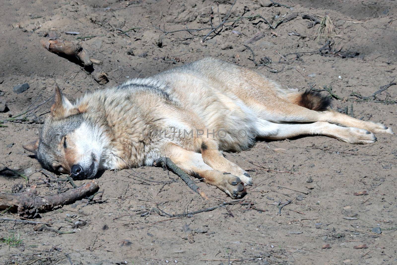 A wolf lies on the sand. The dog is sunbathing. Wildlife