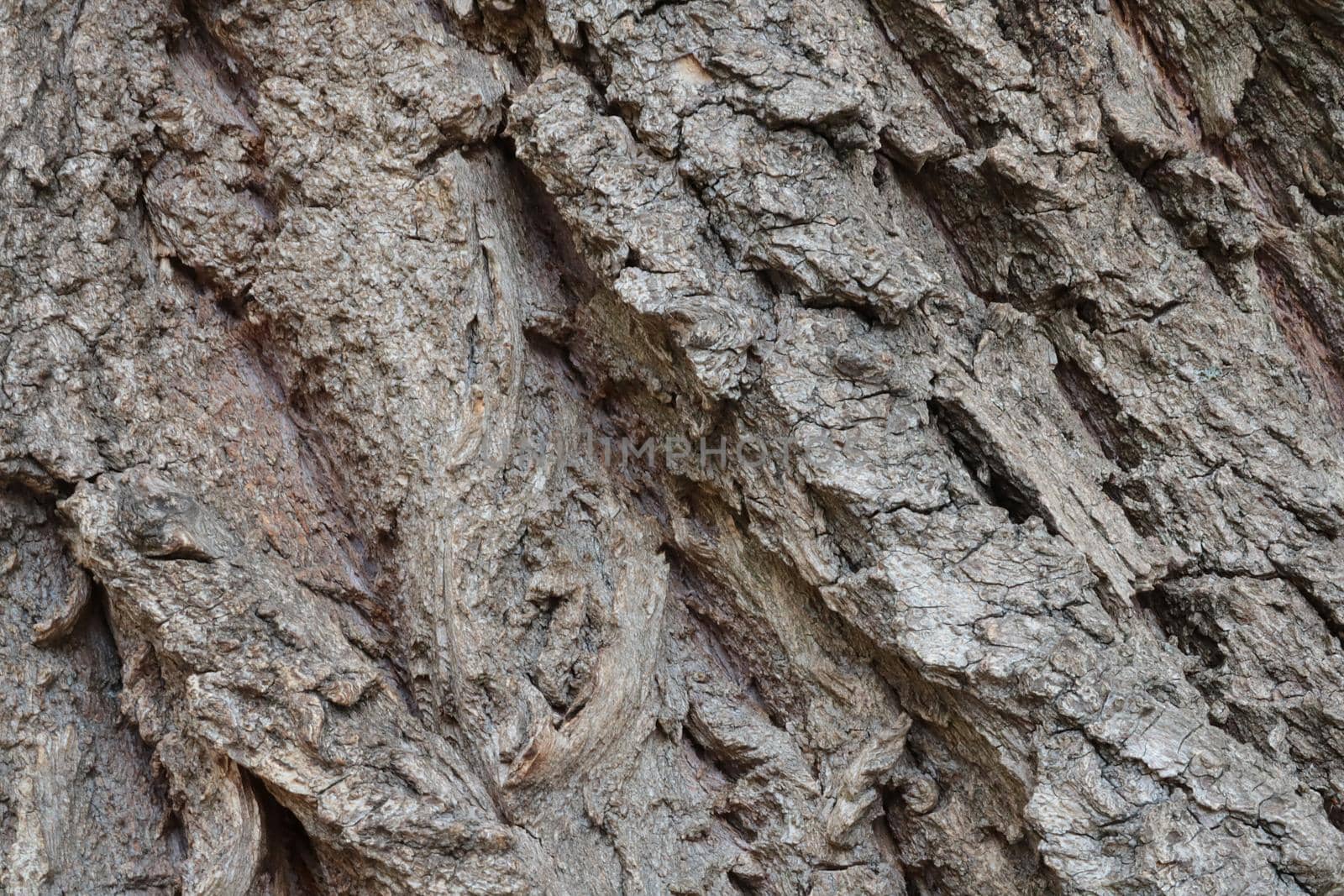 Gray texture of tree bark. Background of wood, bark