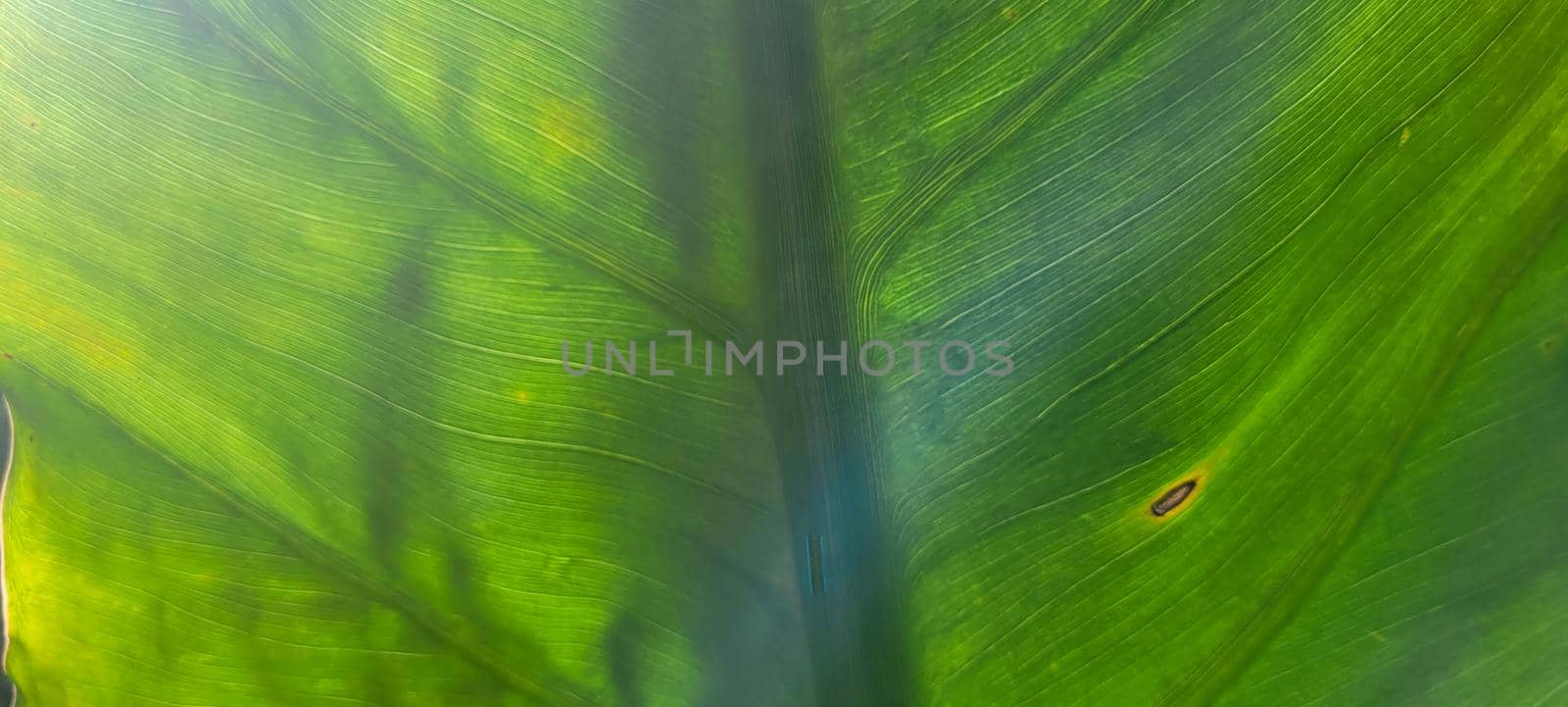 green foliage and native vegetation of brazil