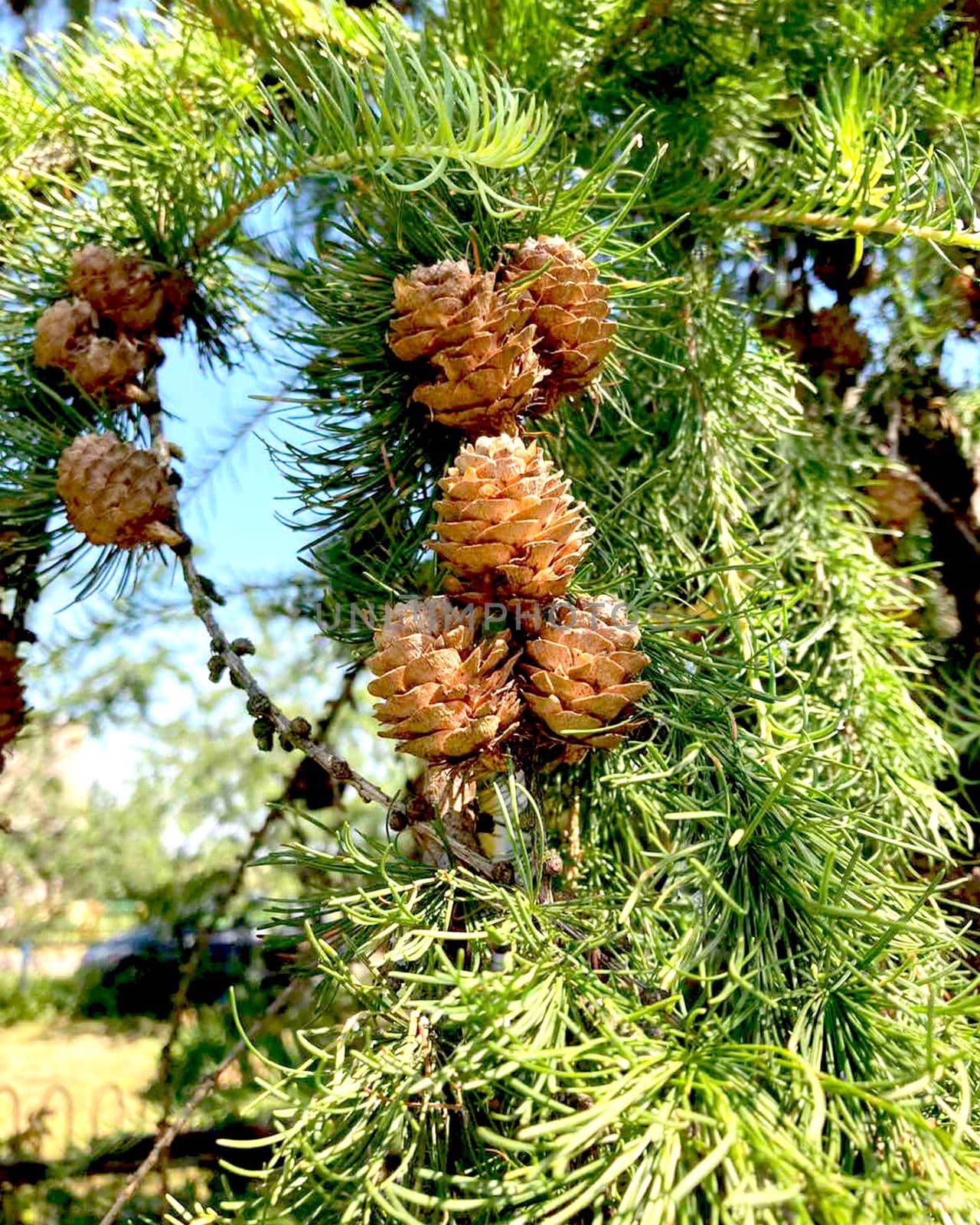 Larch branch with cones. High quality photo