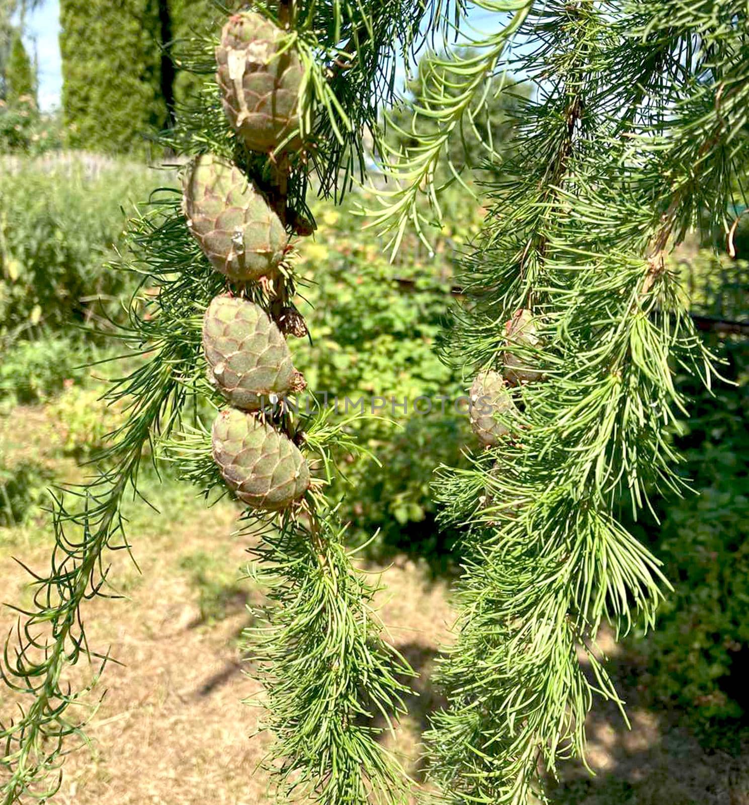 Larch branch with green cones. by Margo