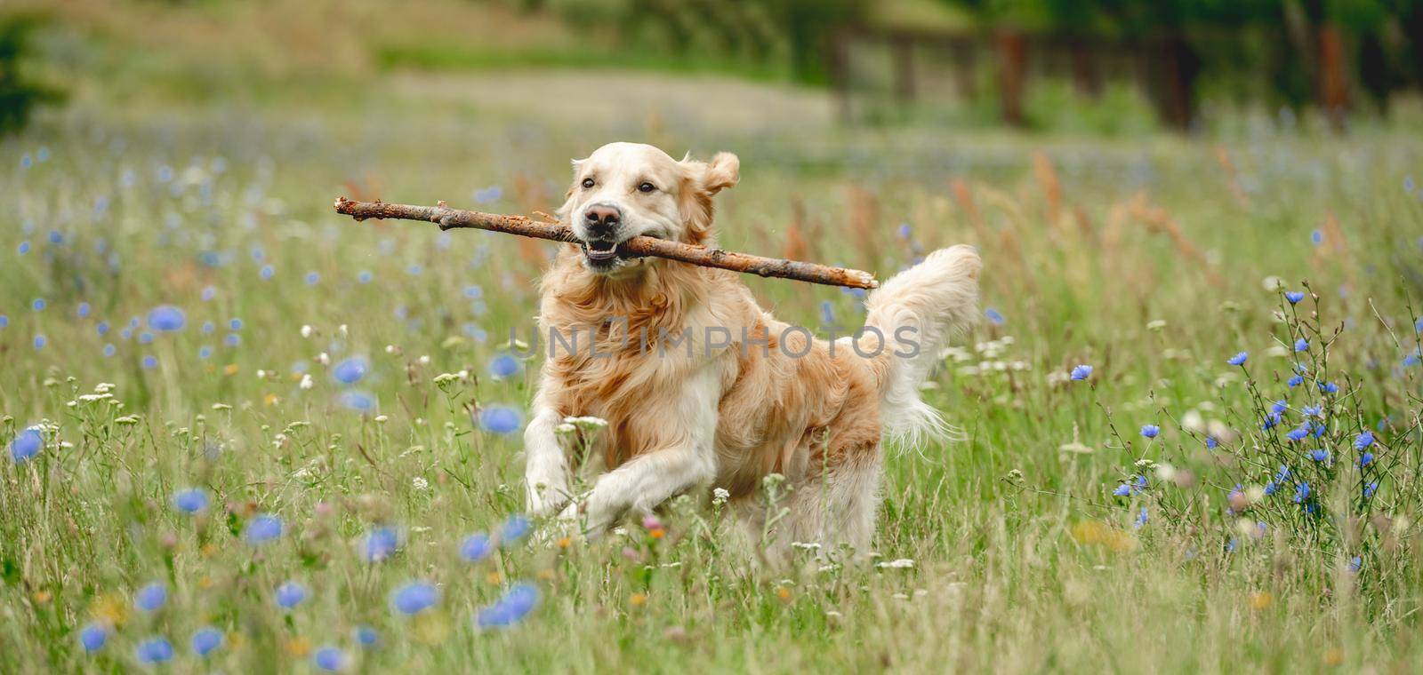 Cute dog running with stick by tan4ikk1
