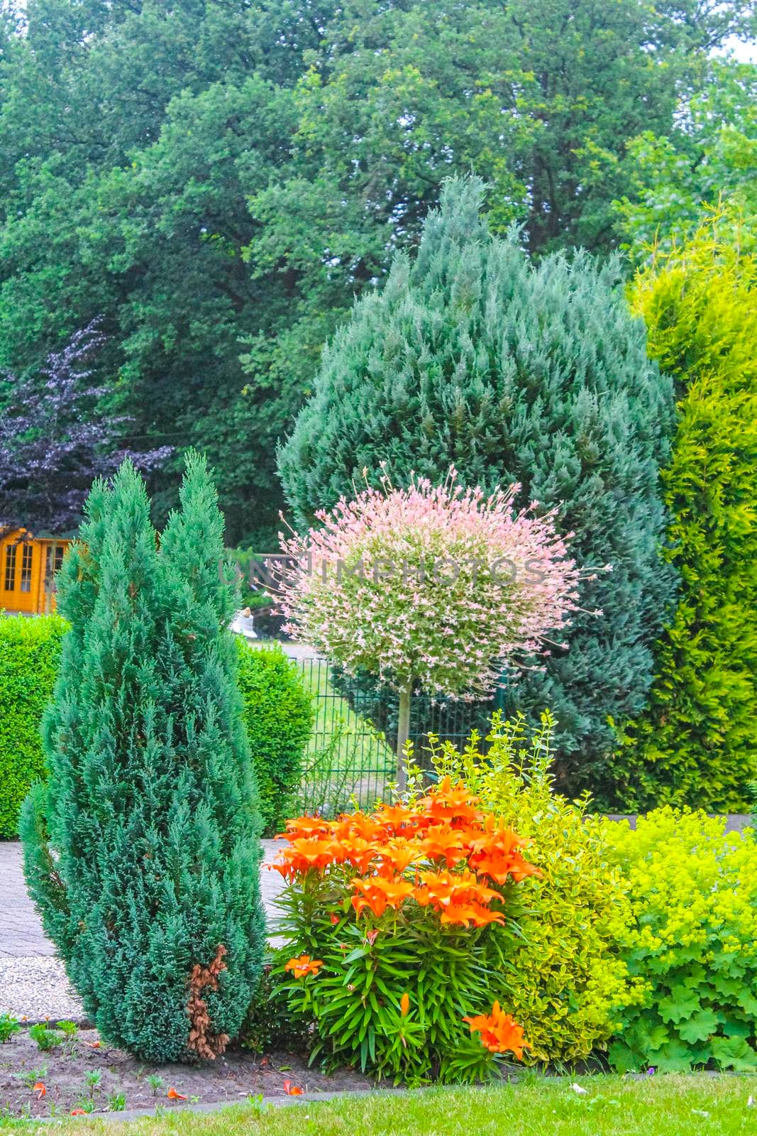 Yellow red orange pink colorful flower flowers plants trees bushes in Hechthausen Hemmoor Cuxhaven Lower Saxony Germany.