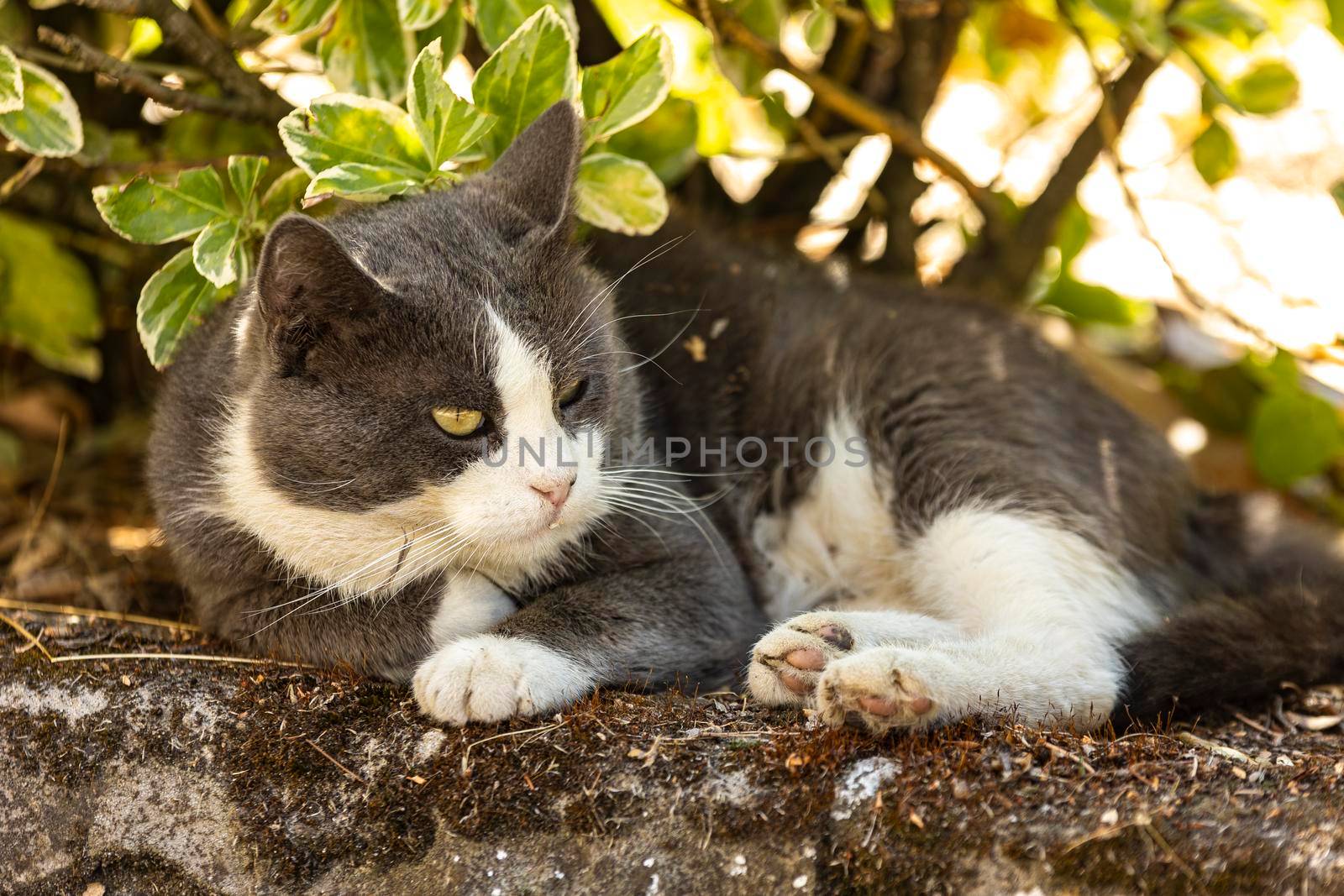 Cute domestic cat rest in the shadow in a meadow