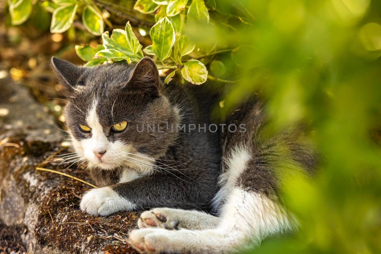 Cute gray cat meadow by pippocarlot