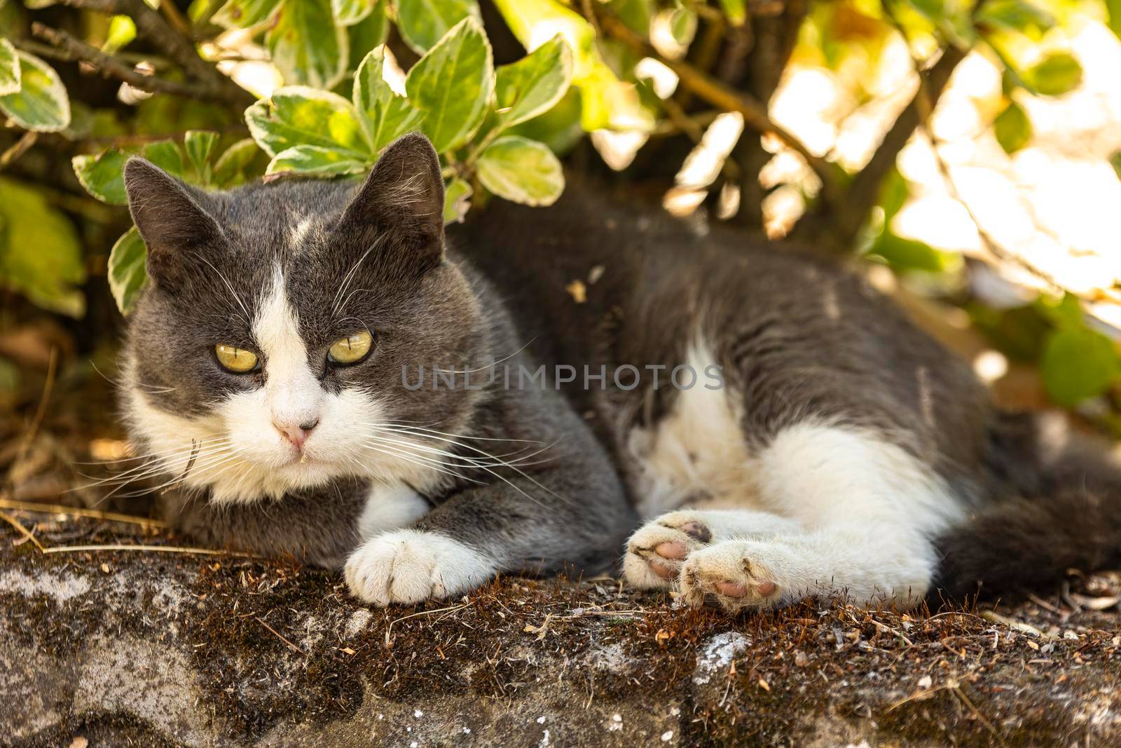 Cute domestic cat rest in the shadow in a meadow