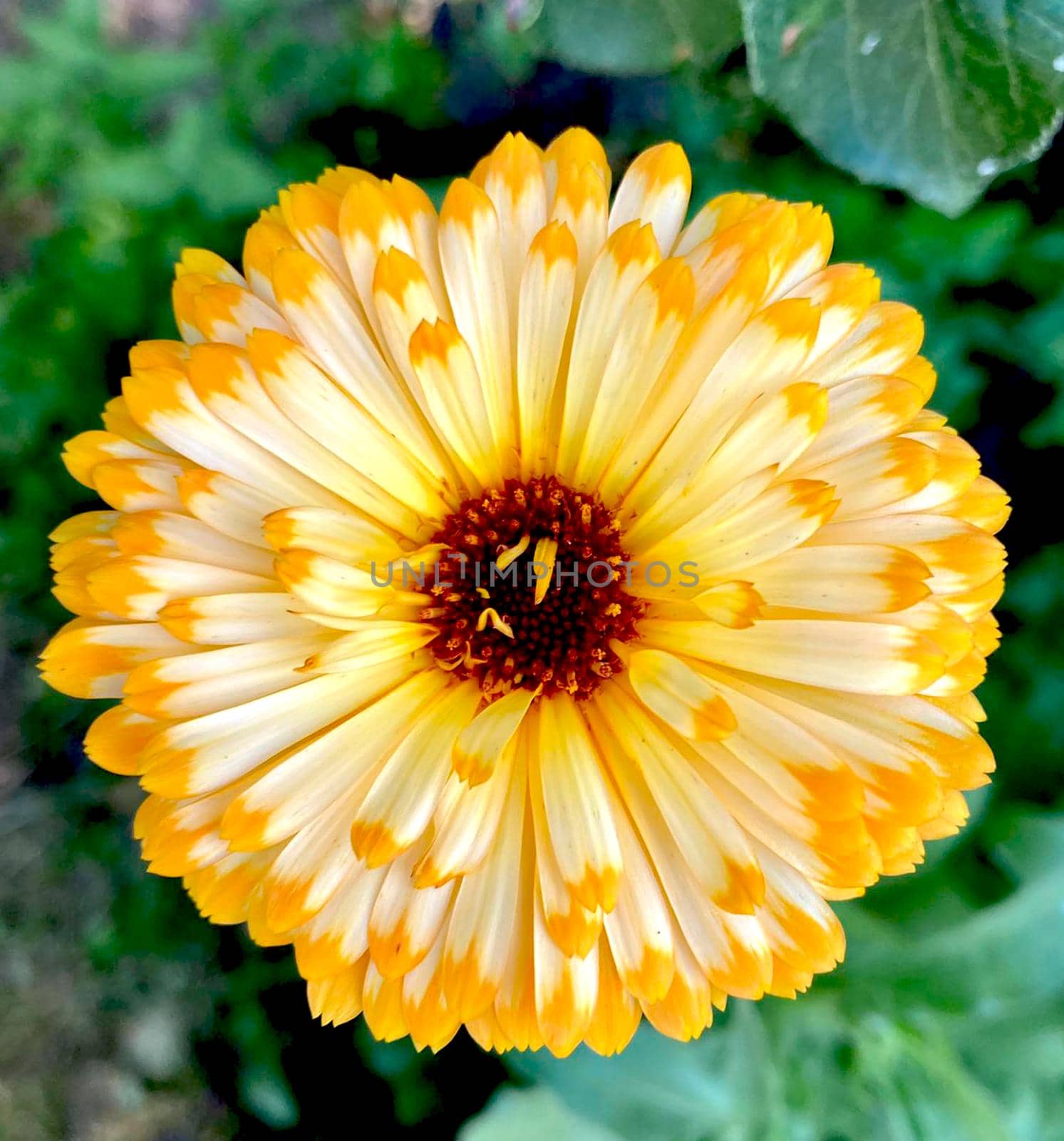 Orange calendula flowers. Blooming marigold flowers. Fresh organic calendula marigold flowers background. Medicinal herbs. Summer marigold flowers. High quality photo