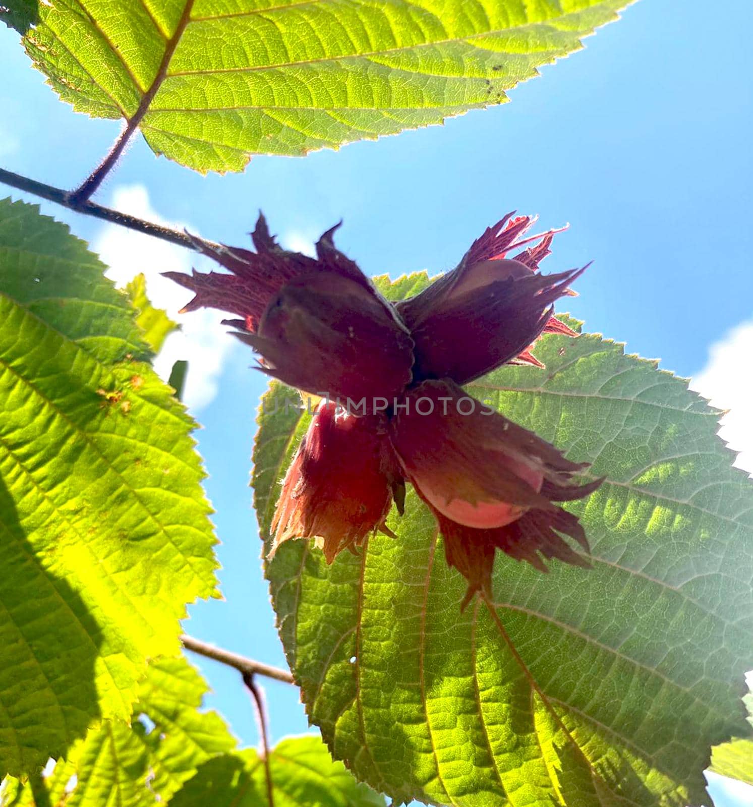 Hazelnut Red-leaved hazelnut, photo in natural habitat. High quality photo