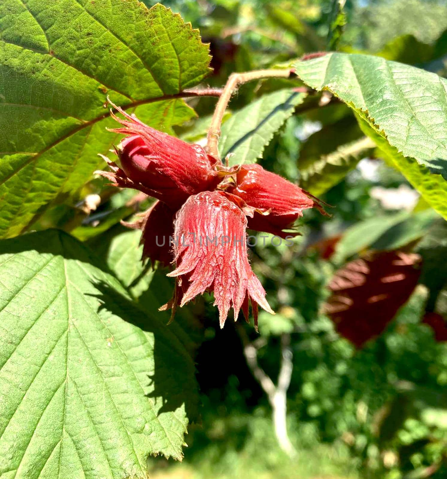 Hazelnut Red-leaved hazelnut, photo in natural habitat. by Margo