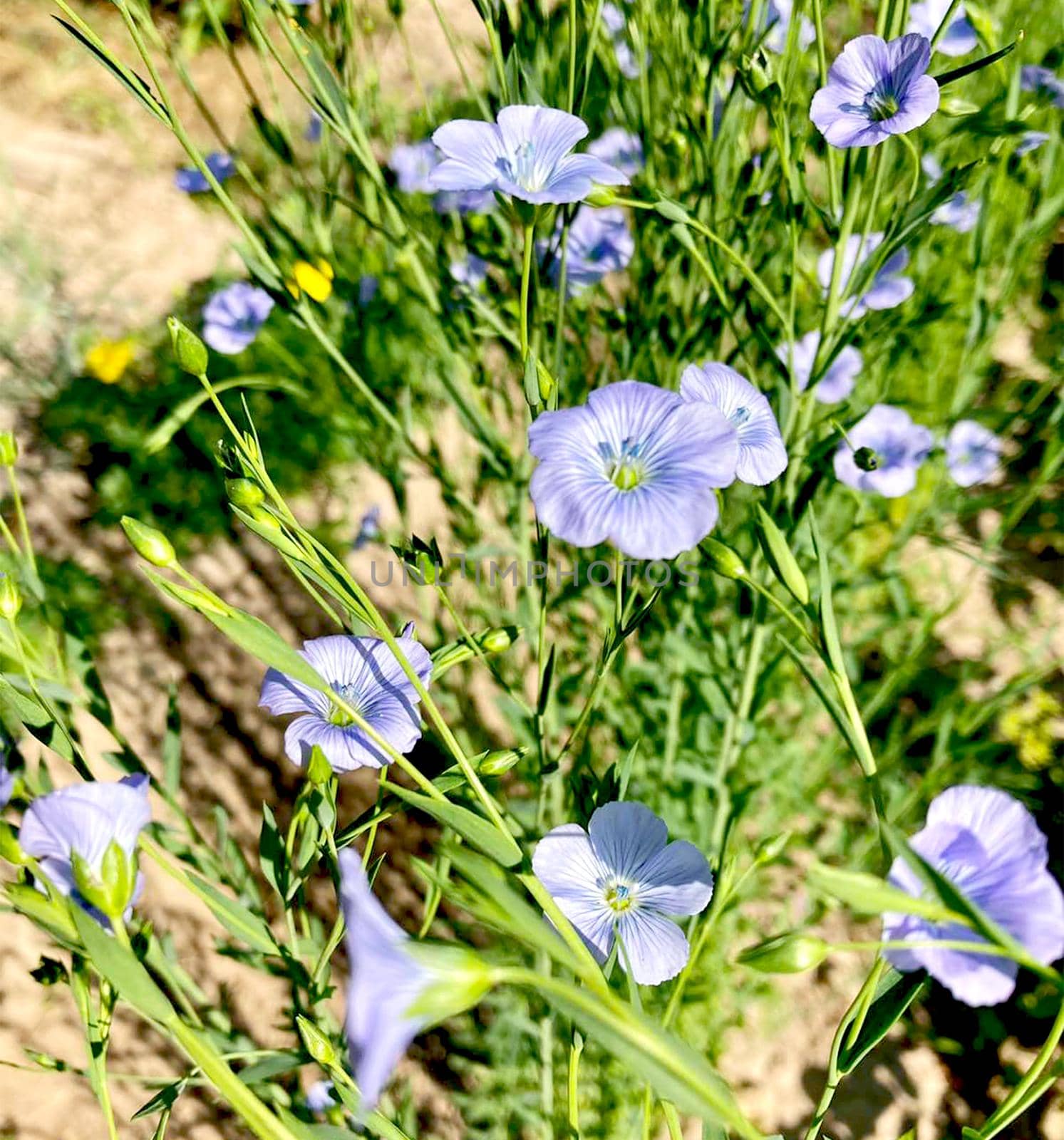 Blue flax flowers in the garden. by Margo