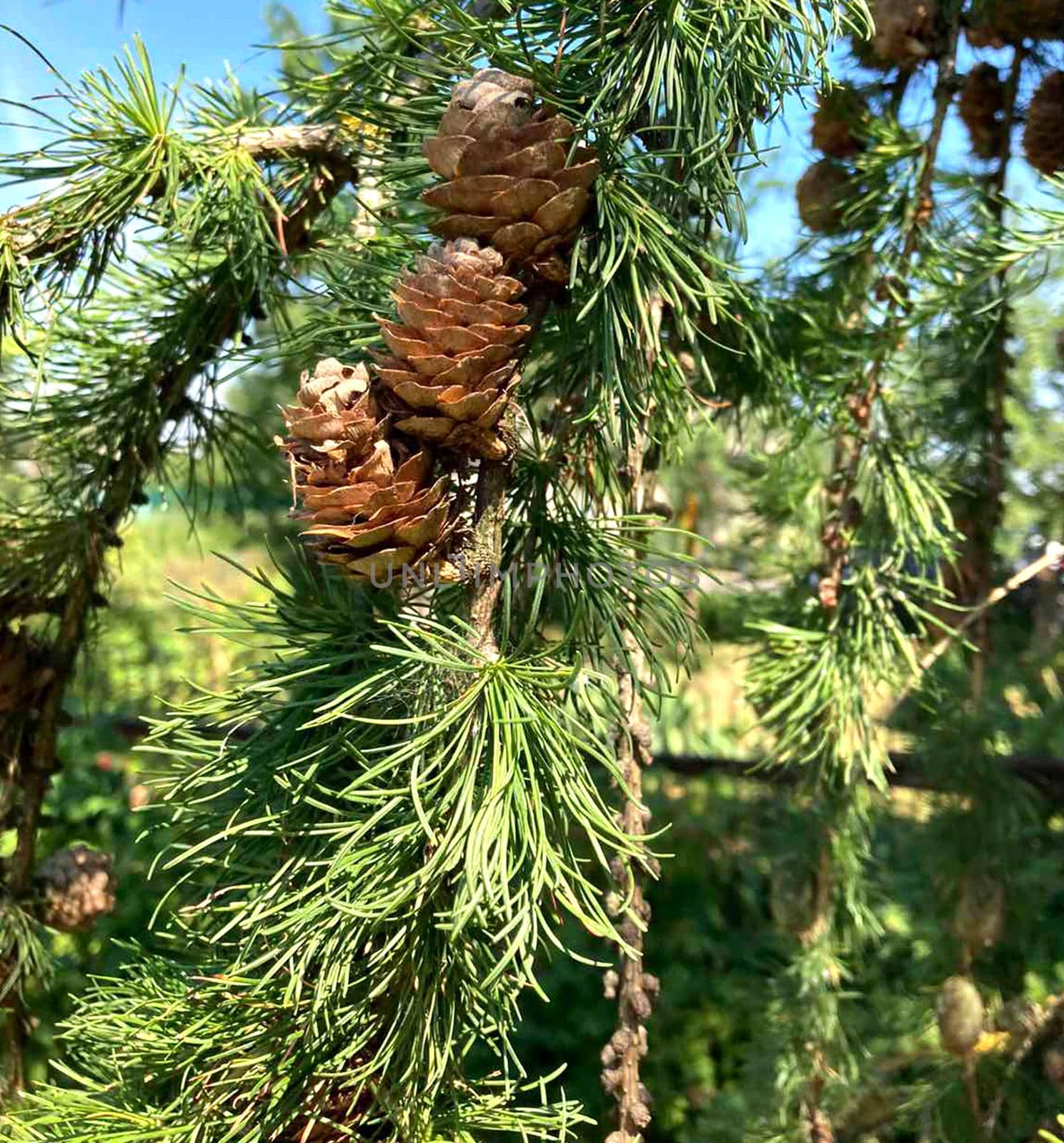 Larch branch with cones. by Margo