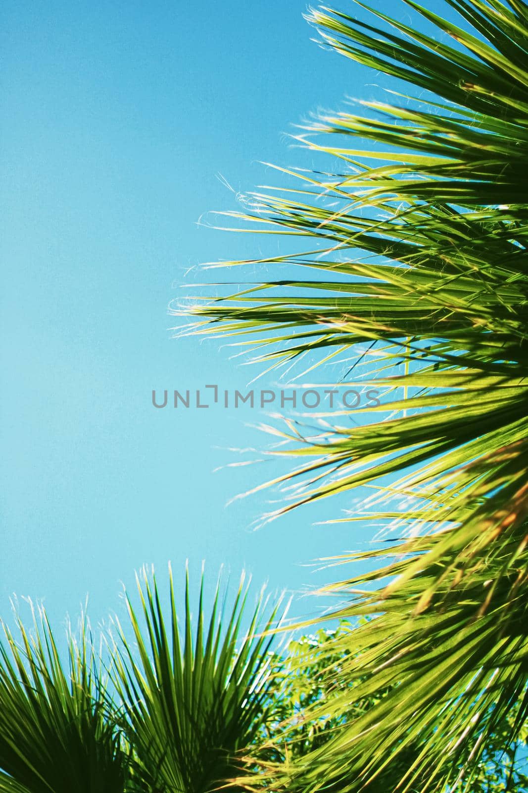 Palm tree leaves and the sky, summertime travel background, nature concept
