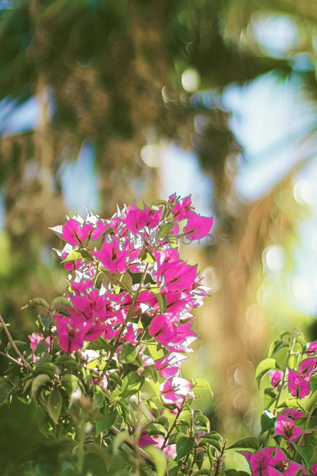 Flowers in bloom and palm tree at sunset, nature in summer, tropical holiday destination and summertime travel concept