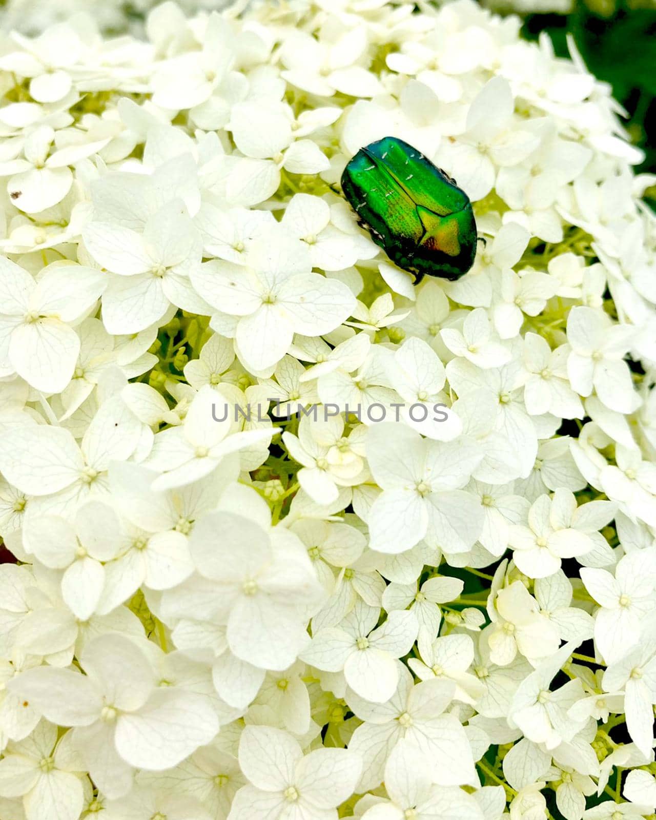 Hydrangea flowers are white and green beautiful beetle. by Margo