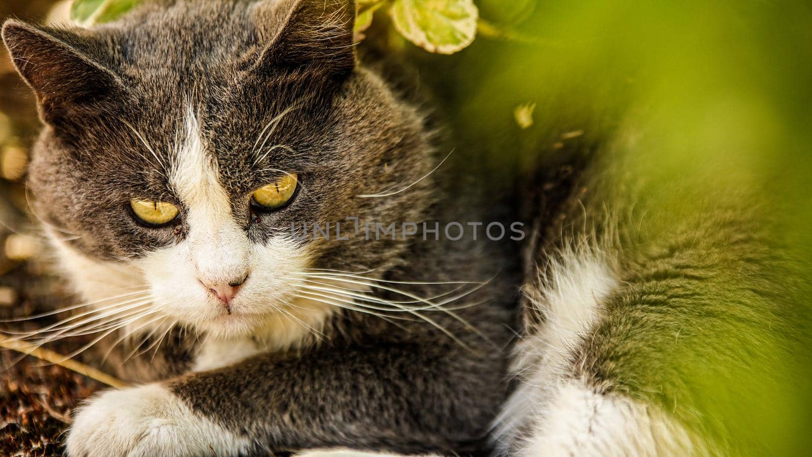 Cute domestic cat outdoor close up portrait