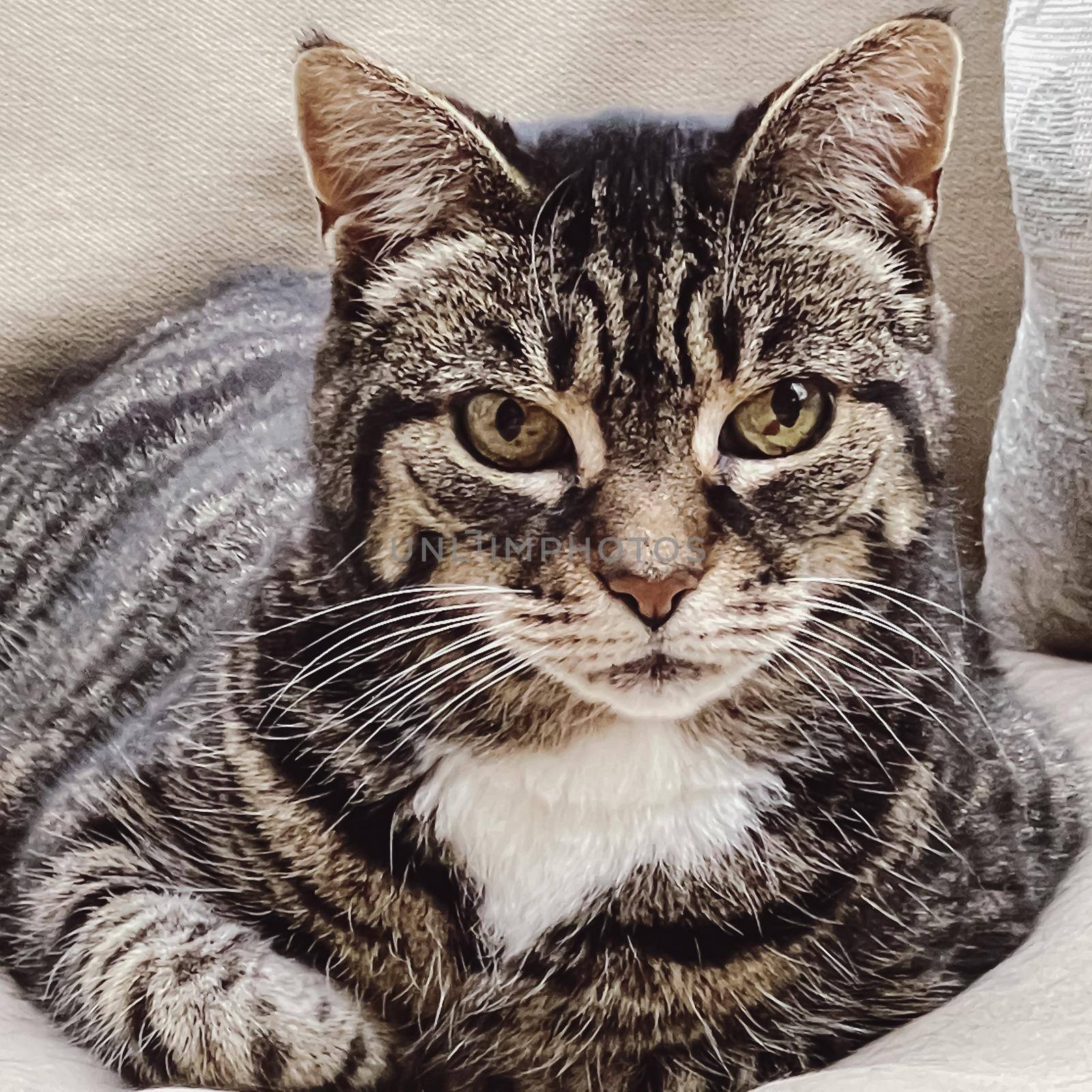 Beautiful female adult tabby cat on sofa at home, lovely adorable pet, portrait.