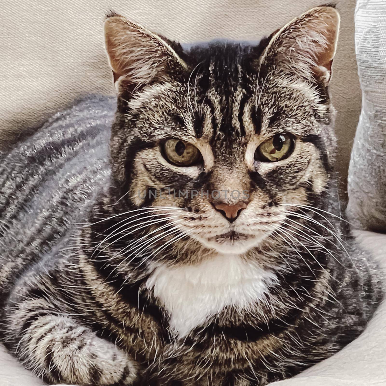 Beautiful female adult tabby cat on sofa at home, lovely adorable pet, portrait by Anneleven